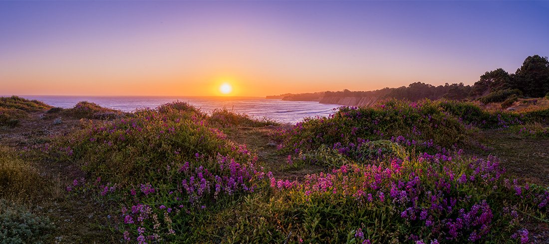 The sun sets over the Northern California coast beyond a field of purple flowers.