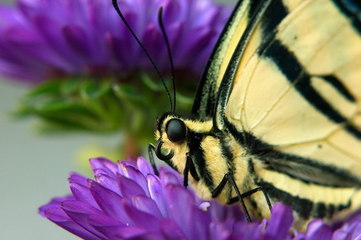 A close-up view of a butterfly with yellow and black wings resting on a purple flower.