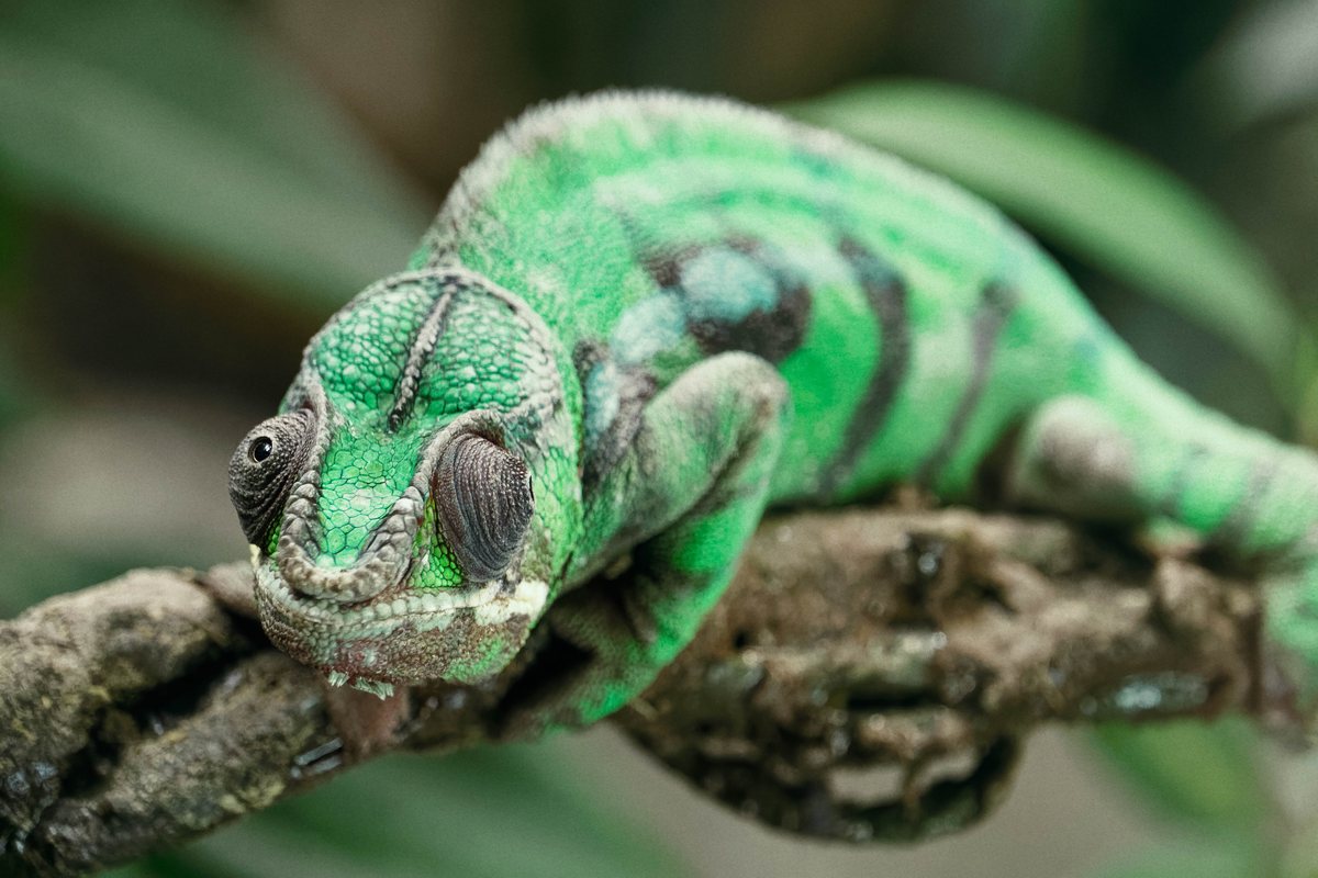 A green lizard with textured skin and eyes covered by conical scales resting on a textured brown branch.