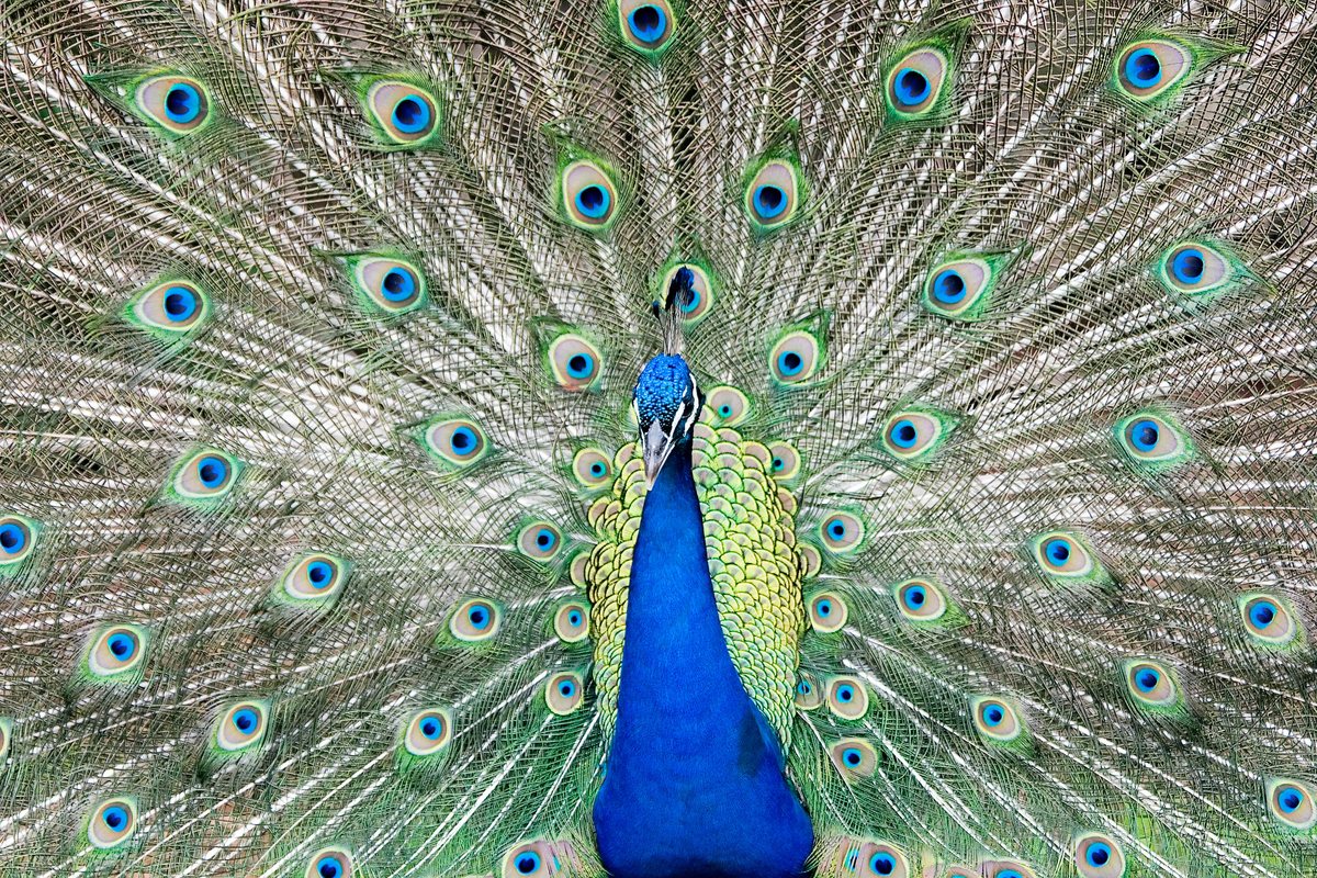 A bird with a vivid blue head and neck displayed against a wide, circular arrangement of fanned tail feathers, each decorated with a distinct iridescent blue-and-gold eyespot.