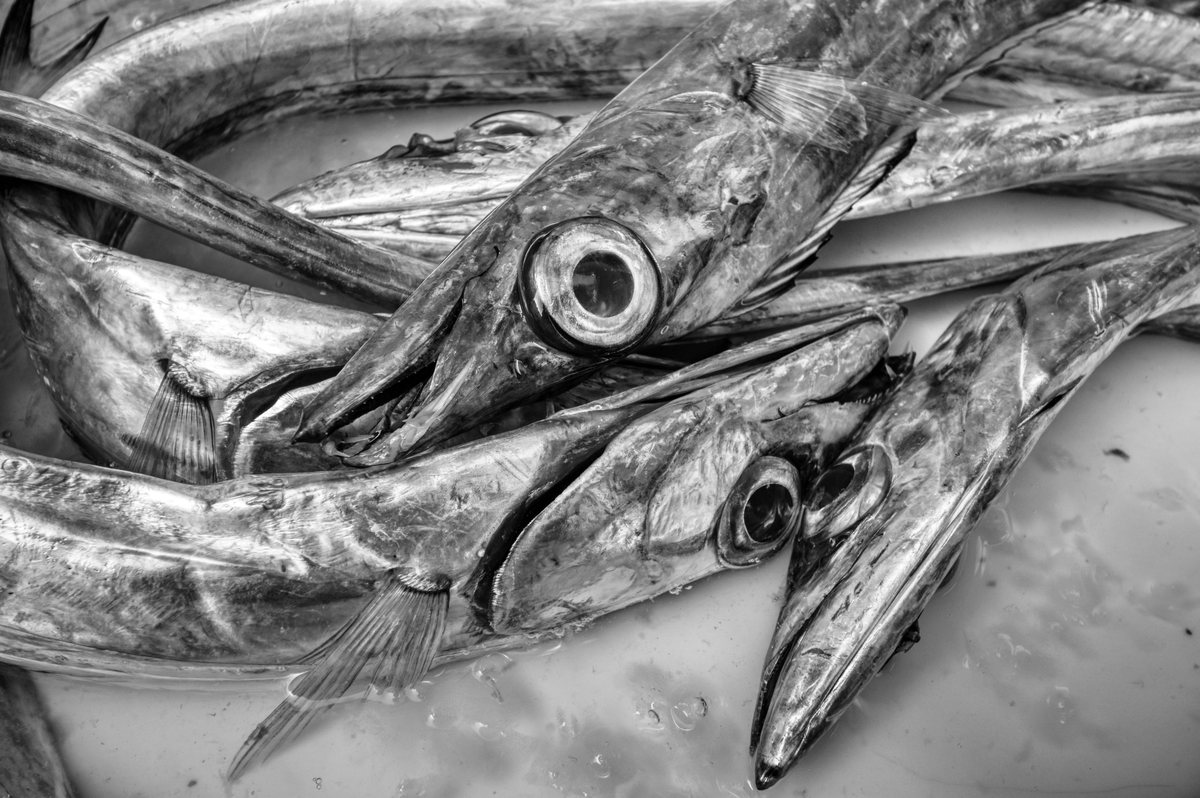 A close-up, black and white high-contrast shot of several long, slender fish with prominent eyes stacked on top of each other.