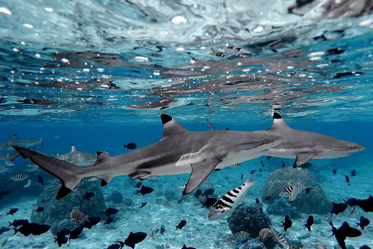 Two sharks with black-tipped fins swim horizontally through clear, shallow blue water, surrounded by many smaller, dark-colored tropical fish and a sandy, coral-covered sea floor.