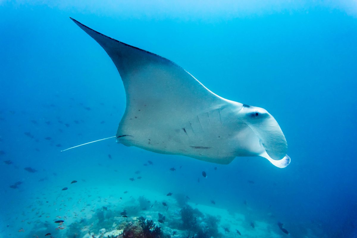 A large, light-colored marine animal with wide, wing-like fins swimming through clear blue water above a reef.