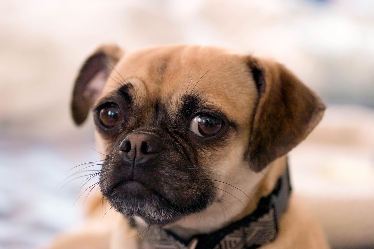 A close-up photograph of a tan dog with a black muzzle and brown eyes looking towards the left, wearing a patterned collar.