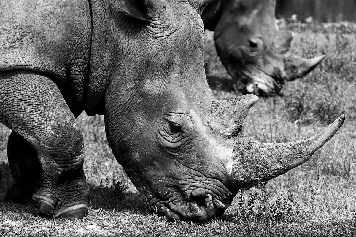 A close-up, black-and-white image of two rhinos with prominent horns grazing on short grass.