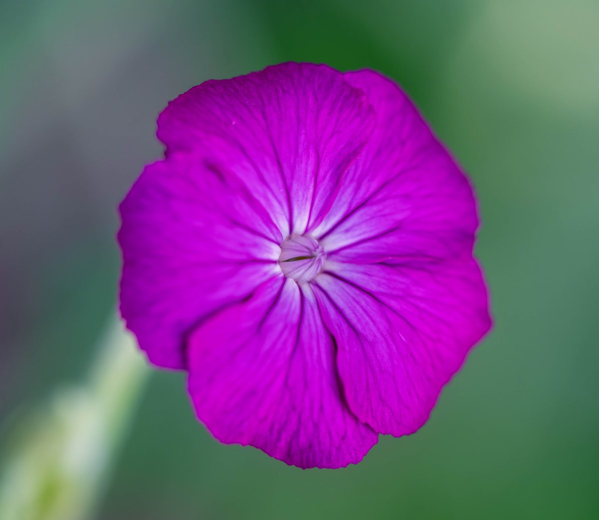 A close-up, top-down view of a bright purple flower with five distinct petals and a white, star-like center, set against a soft, blurred green background.