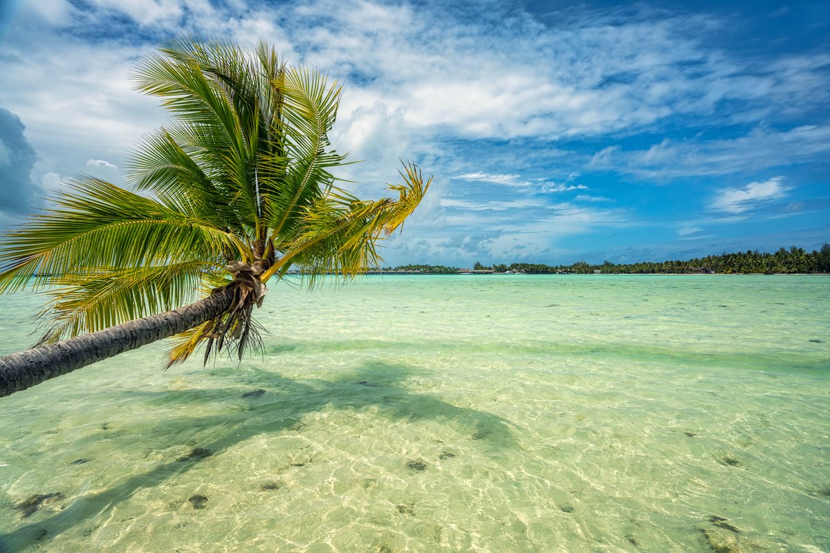 A palm tree leans horizontally over shallow, turquoise water under a blue sky with scattered clouds, with a distant line of trees on the horizon.